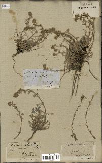 spécimen de Artemisia mutellina