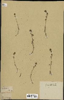 spécimen de Artemisia mutellina