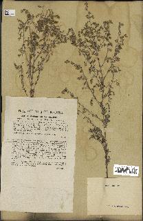 spécimen de Artemisia monogyna