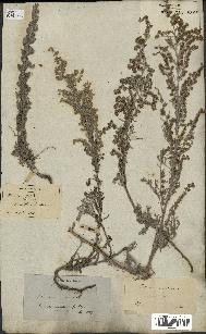 spécimen de Artemisia maritima
