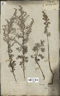 spécimen de Artemisia maritima