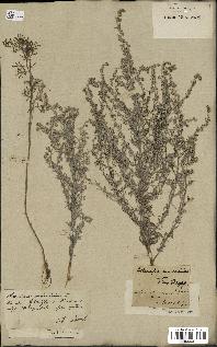 spécimen de Artemisia maritima