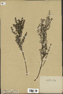 spécimen de Artemisia maritima
