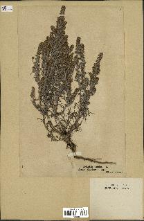 spécimen de Artemisia maritima