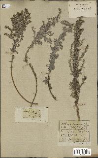 spécimen de Artemisia maritima
