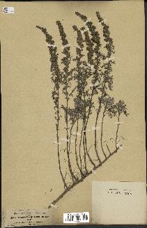 spécimen de Artemisia gallica