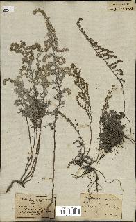 spécimen de Artemisia gallica