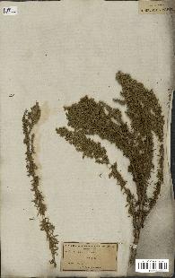 spécimen de Artemisia crithmifolia