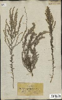 spécimen de Artemisia gallica