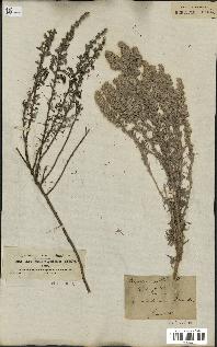 spécimen de Artemisia gallica