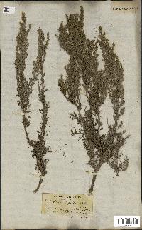 spécimen de Artemisia gallica