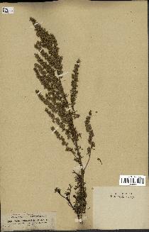 spécimen de Artemisia crithmifolia