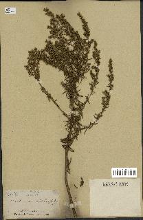 spécimen de Artemisia crithmifolia