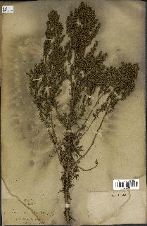 spécimen de Artemisia crithmifolia