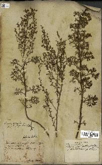 spécimen de Artemisia crithmifolia