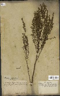 spécimen de Artemisia crithmifolia