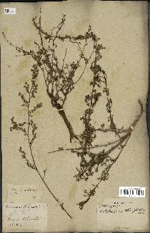 spécimen de Artemisia crithmifolia