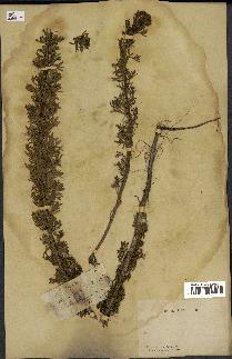 spécimen de Artemisia crithmifolia