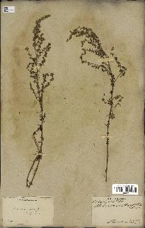 spécimen de Artemisia crithmifolia