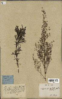 spécimen de Artemisia desertorum