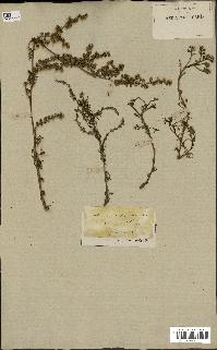 spécimen de Artemisia crithmifolia