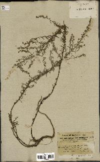 spécimen de Artemisia crithmifolia