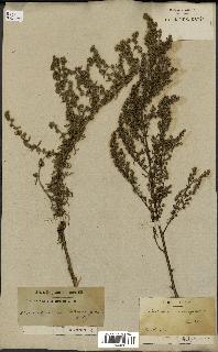 spécimen de Artemisia crithmifolia