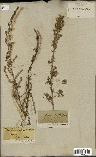 spécimen de Artemisia crithmifolia