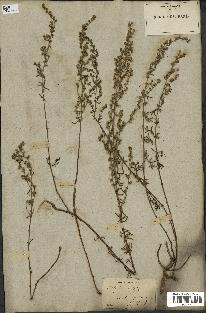 spécimen de Artemisia crithmifolia