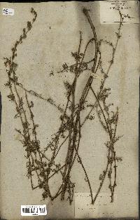 spécimen de Artemisia crithmifolia