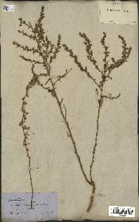 spécimen de Artemisia crithmifolia