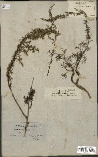 spécimen de Artemisia crithmifolia