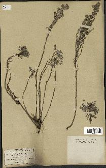 spécimen de Artemisia gallica