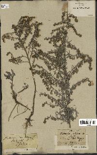 spécimen de Artemisia gallica