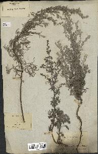 spécimen de Artemisia gallica