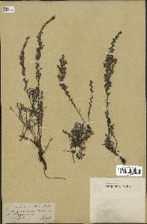 spécimen de Artemisia gallica