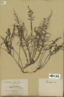 spécimen de Artemisia herba-alba