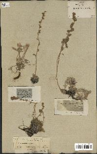 spécimen de Artemisia lanata