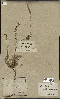 spécimen de Artemisia lanata