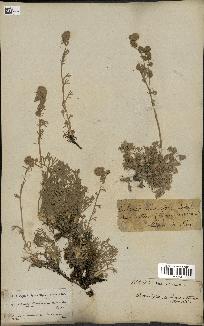 spécimen de Artemisia lanata