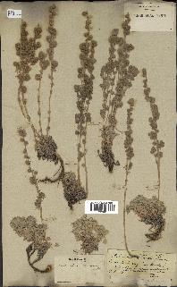 spécimen de Artemisia lanata