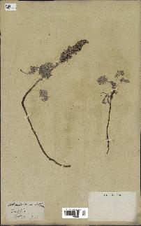 spécimen de Artemisia maritima