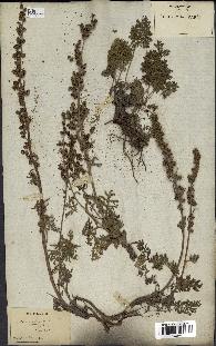 spécimen de Artemisia tanacetifolia