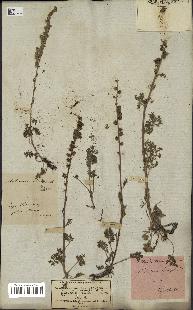 spécimen de Artemisia tanacetifolia