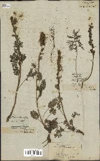 spécimen de Artemisia tanacetifolia