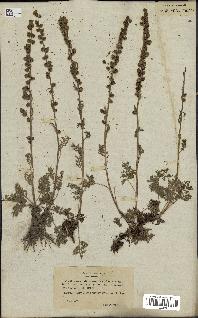 spécimen de Artemisia tanacetifolia