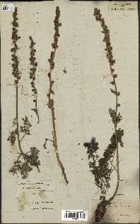 spécimen de Artemisia tanacetifolia