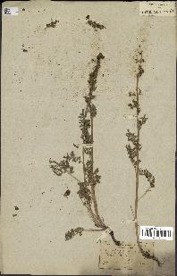 spécimen de Artemisia tanacetifolia