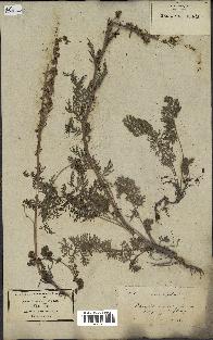 spécimen de Artemisia tanacetifolia