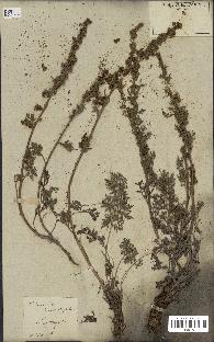 spécimen de Artemisia tanacetifolia